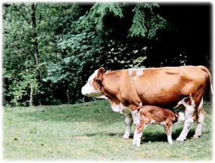 Cow Birth