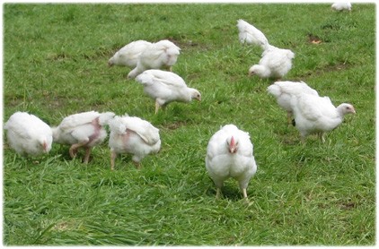 Chickens Certified Organic Soy Free Vancouver